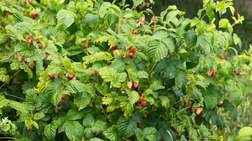 Rain generously pours ripening garden and shrubs of growing raspberries