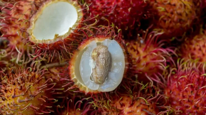 Rambutan seed