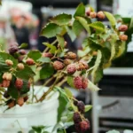 Raspberry bush saplings seedlings on farmers market