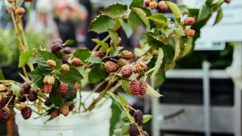 Raspberry bush saplings seedlings on farmers market