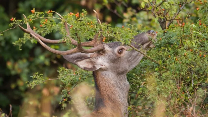 Red deer head reaching for berries from bush