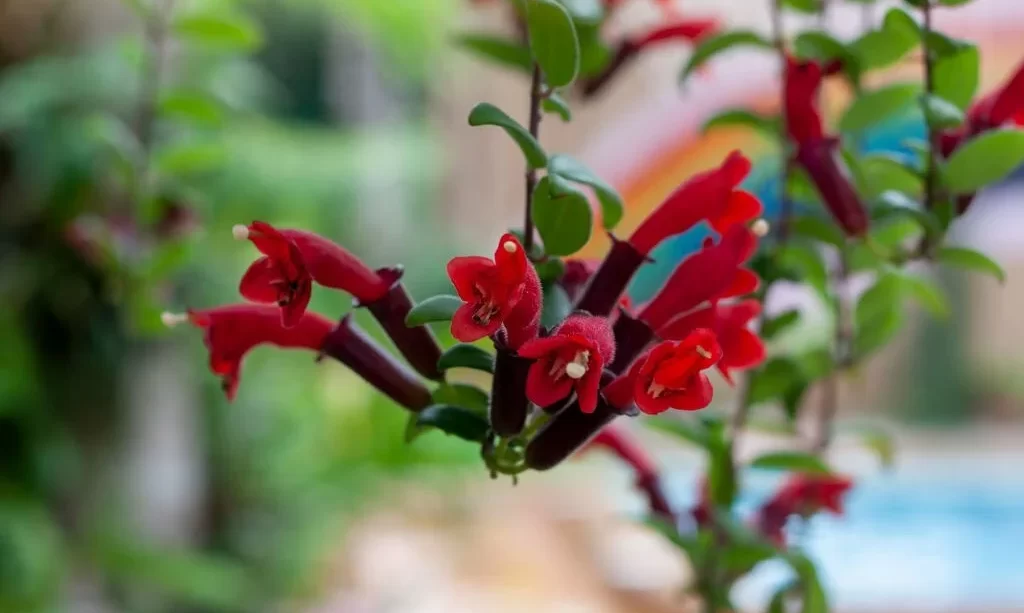 Red flower of Lipstick Vine or Aeschynanthus radicans jack bloom hanging in the garden