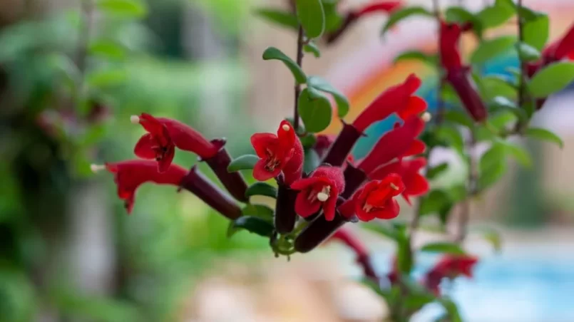 Red flower of Lipstick Vine or Aeschynanthus radicans jack bloom hanging in the garden