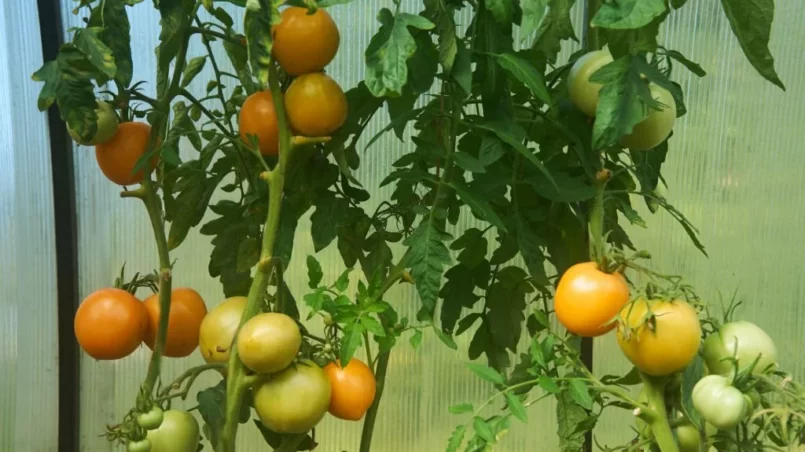 Red ripe tomatoes in a greenhouse