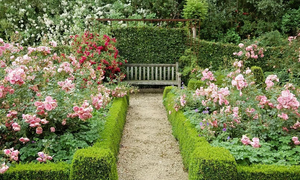 Rose garden with boxwoods
