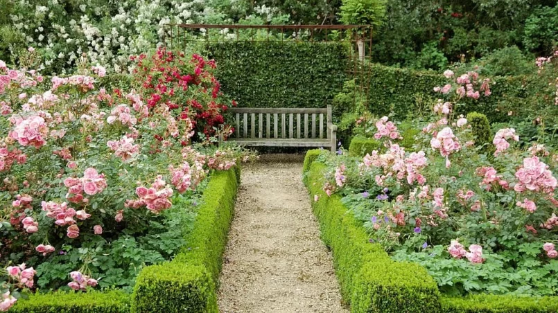 Rose garden with boxwoods