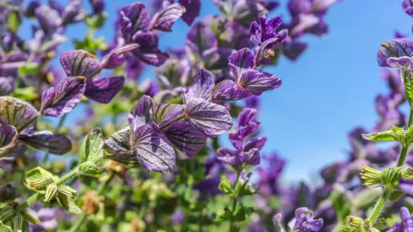 Salvia viridis