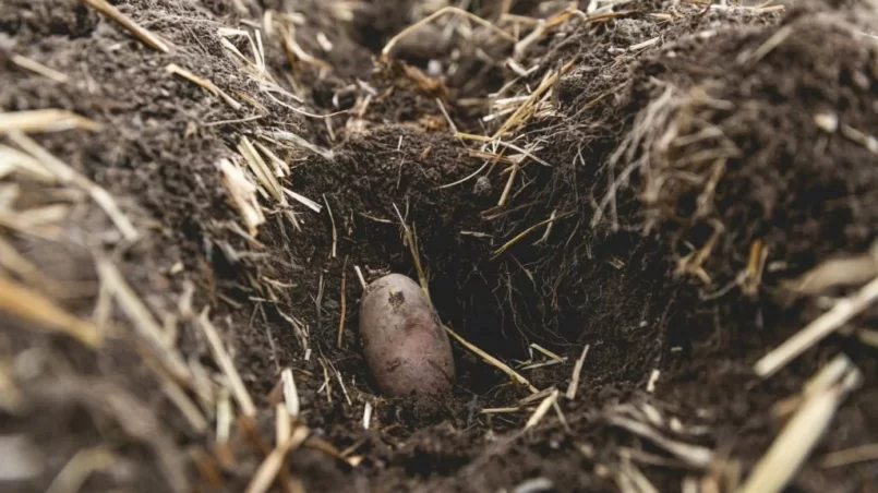 Seed potato Being Planted