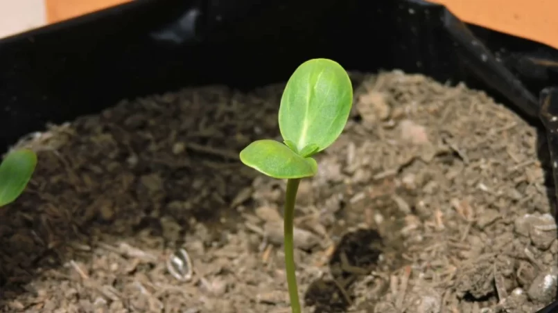 Seedlings of sunflower