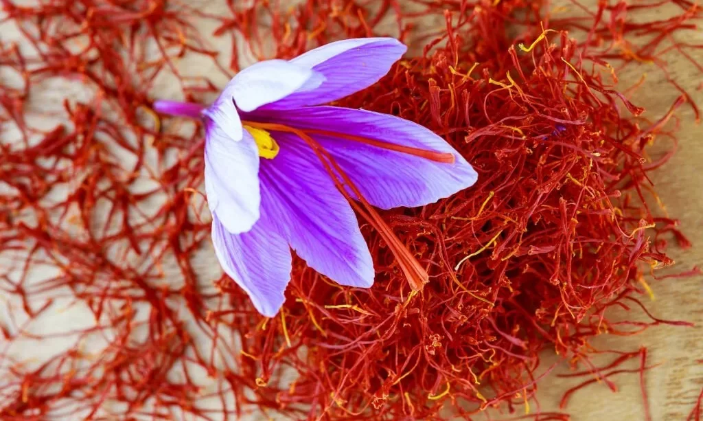Single crocus flower on a pile of dry saffron stamens