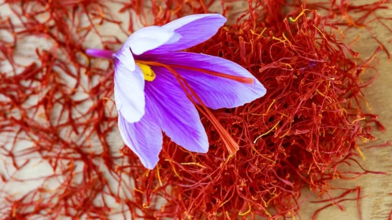 Single crocus flower on a pile of dry saffron stamens