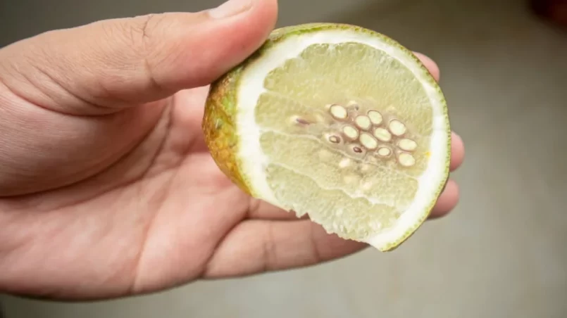 Sliced old green lemon hold on hand showing seeds inside