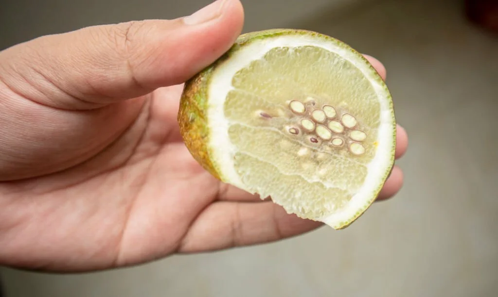 Sliced old green lemon hold on hand showing seeds inside