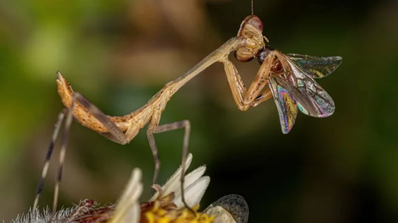 Small Mantid nymph eating winged ant