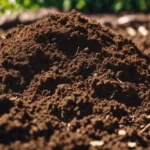 Soil in garden fertilized horse manure