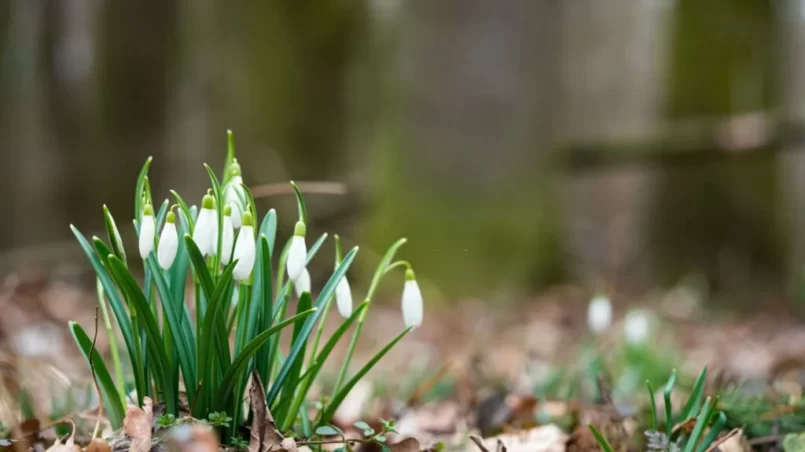 Spring Snowdrop flower (Galanthus)