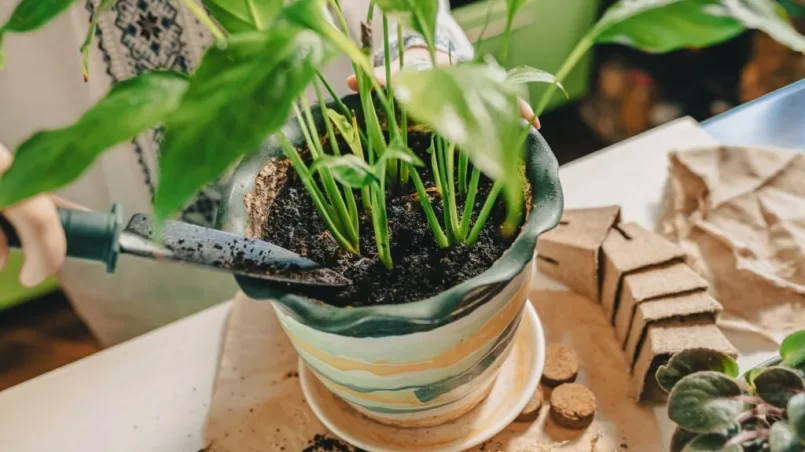 Spring transplant of houseplants into fertilized soil