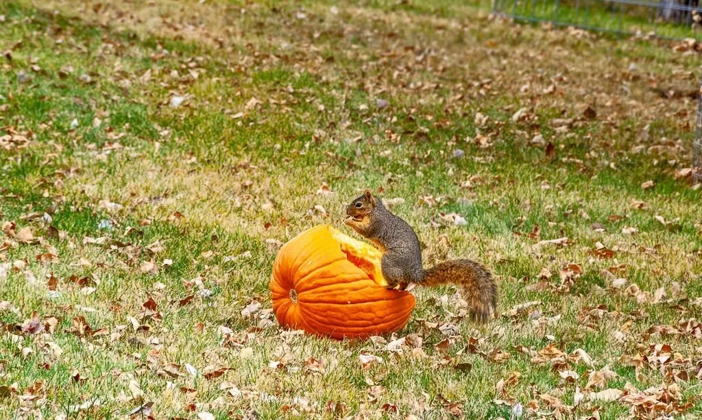 Squirrel eating a pumpkin full of seeds