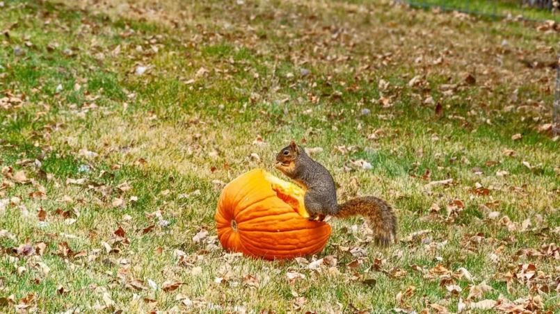 Squirrel eating a pumpkin full of seeds