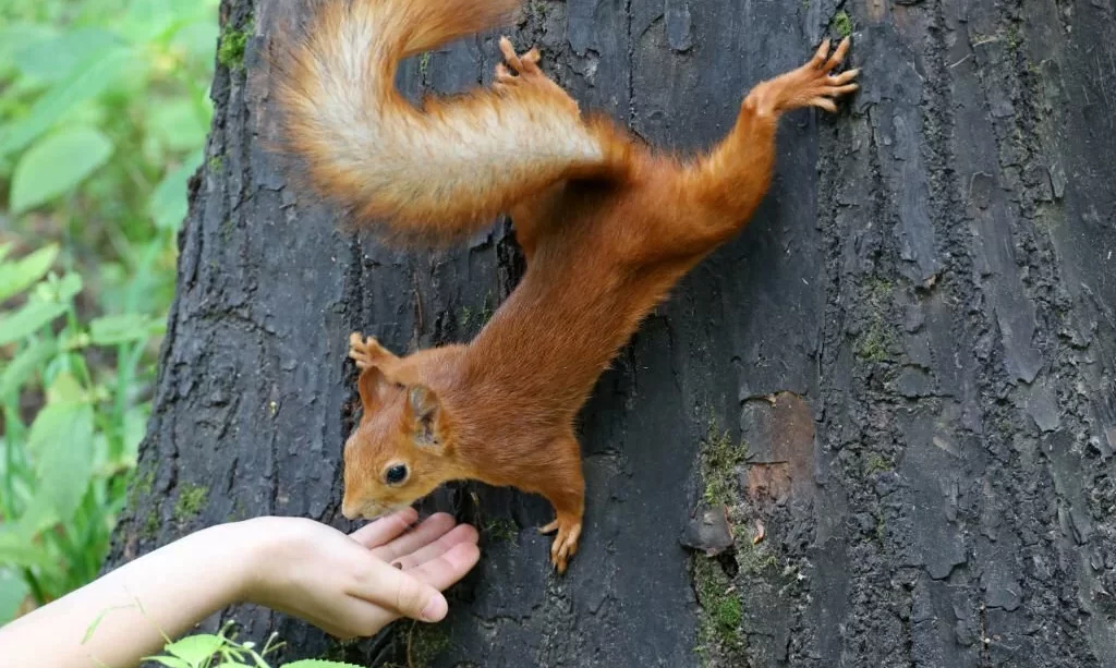 Squirrel takes a nut out of a human hand