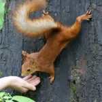 Squirrel takes a nut out of a human hand