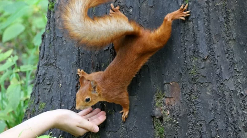 Squirrel takes a nut out of a human hand