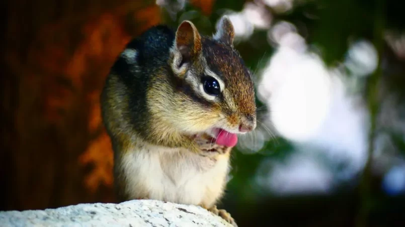 Striped chipmunk licks hands