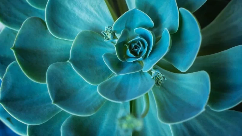 Succulent plant