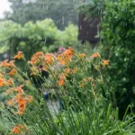 Summer rain in a yard whit flowers
