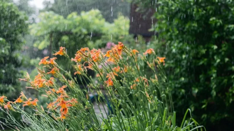 Summer rain in a yard whit flowers