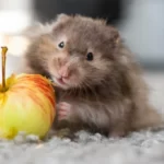 Syrian hamster eating apple