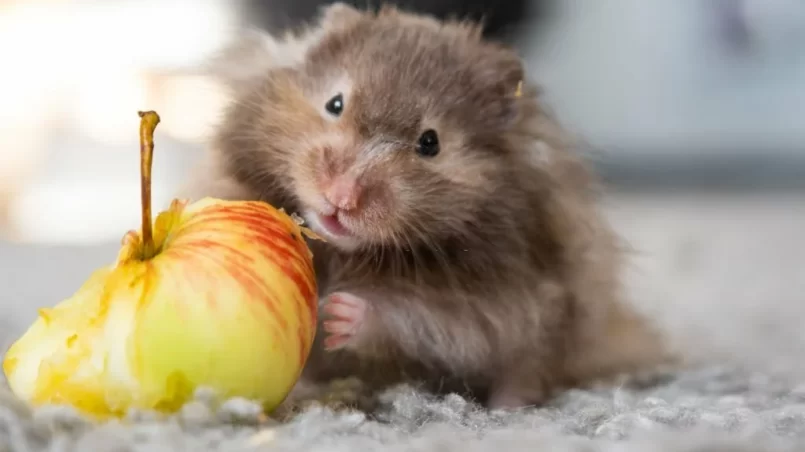 Syrian hamster eating apple