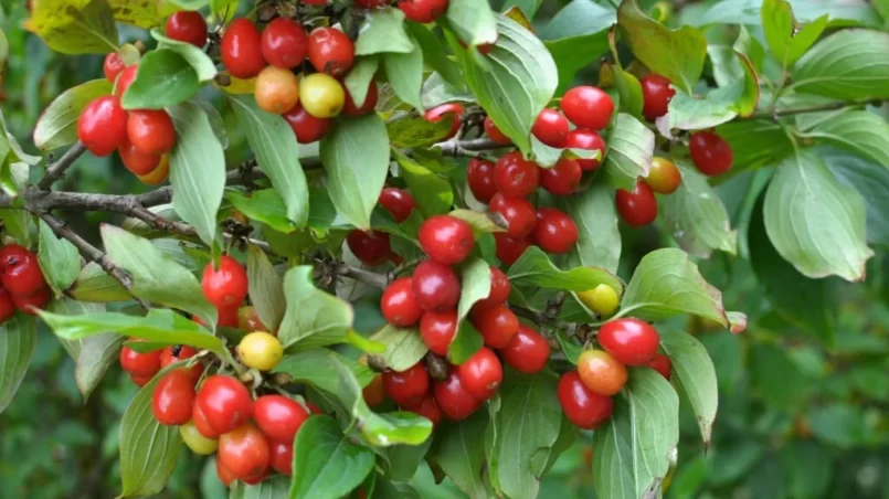 The fruits of dogwood ripen on a tree branch