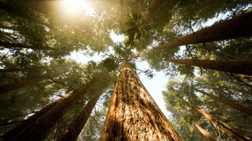 The lush green pine trees