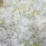 The white fluffy cotton covered the grass