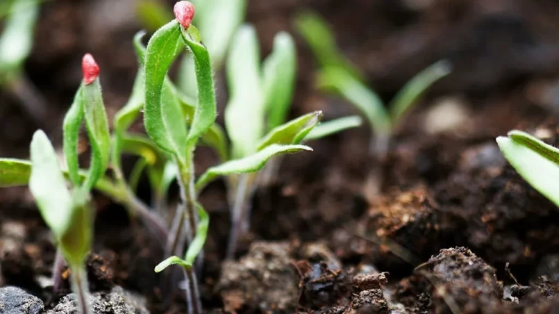 Tomato seedling emerged from the soil