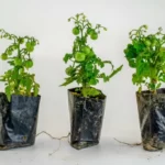 Tomato seedlings in grow bags