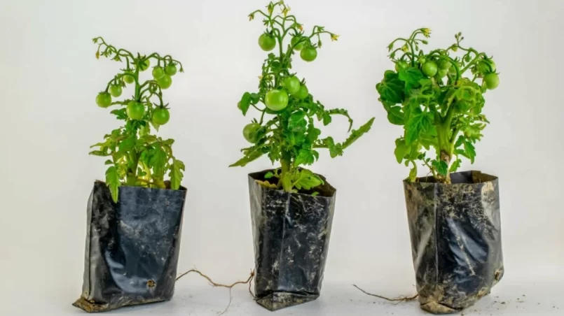 Tomato seedlings in grow bags