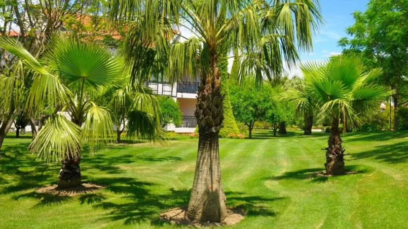 Tropical garden with palm trees and lawn