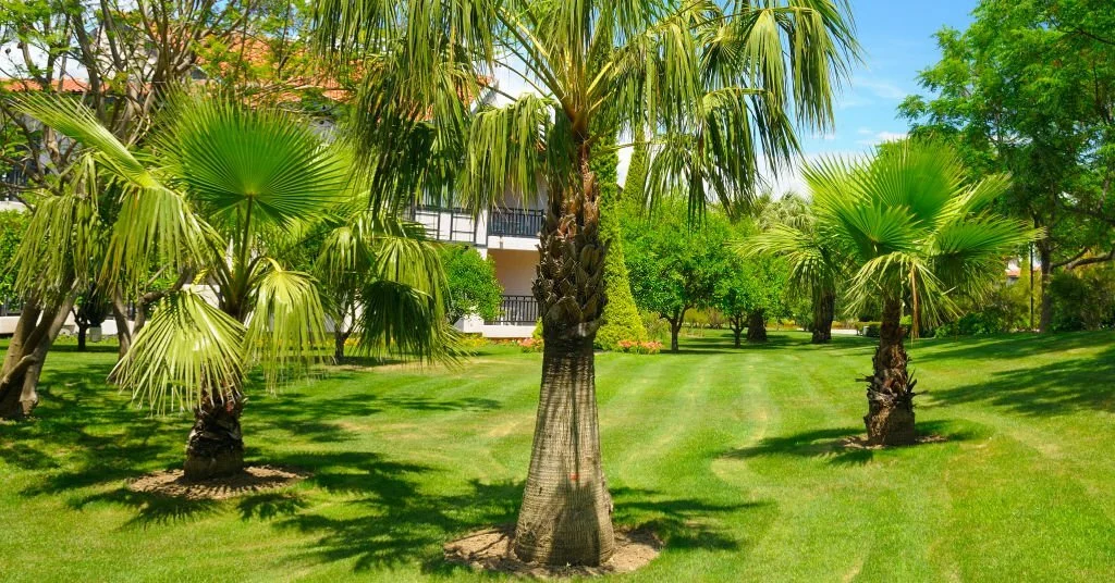 Tropical garden with palm trees and lawn