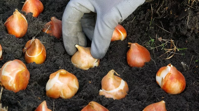 Tulip bulb planting