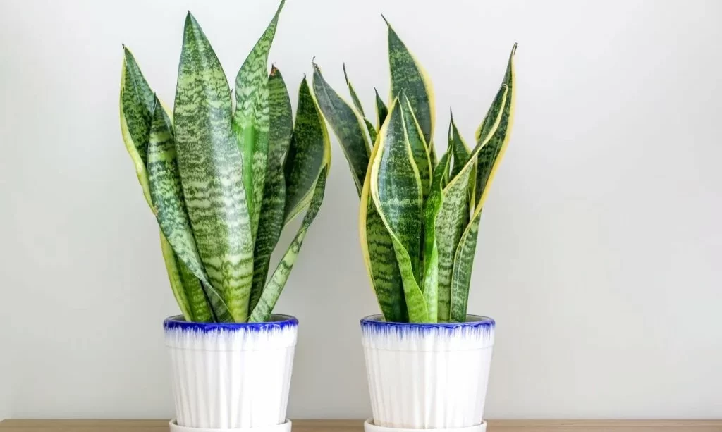 Two Sansevieria trifasciata snake plants