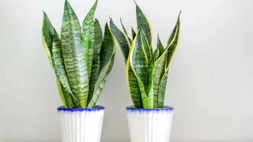 Two Sansevieria trifasciata snake plants