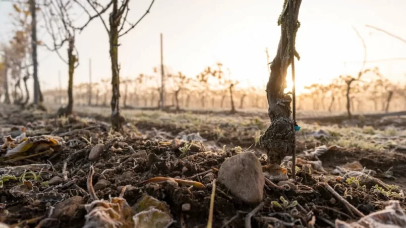 Vines in a Vineyard landscape on a cold fall morning