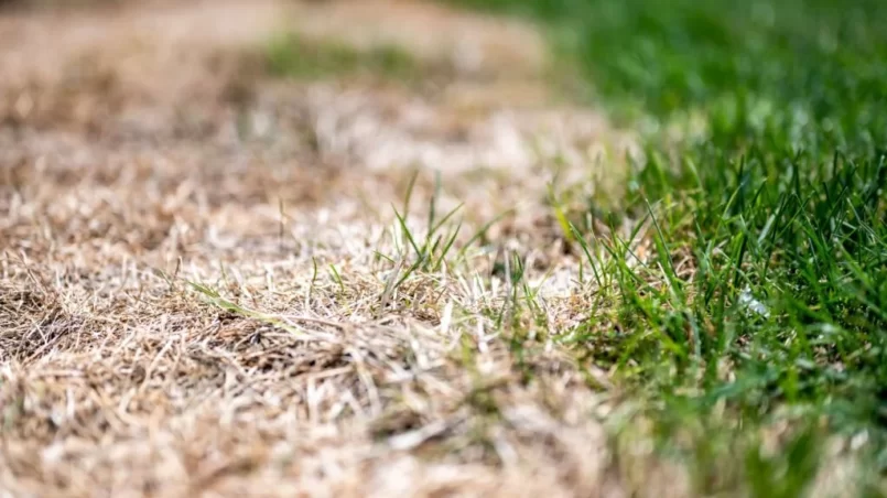 Visible distinction between healthy lawn and chemical burned grass