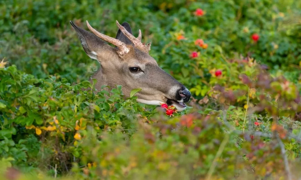 White-tailed deer eating