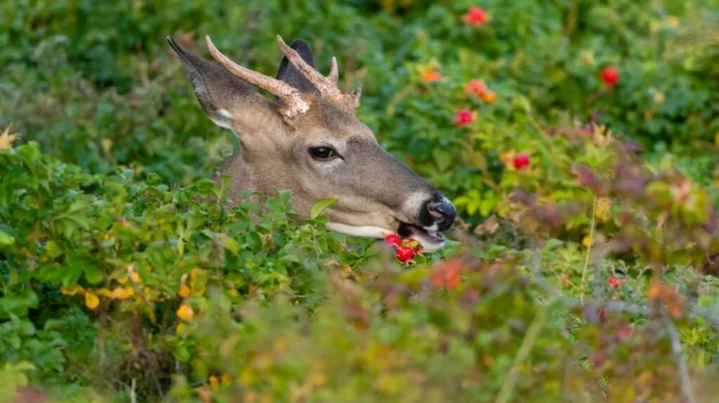 White-tailed deer eating