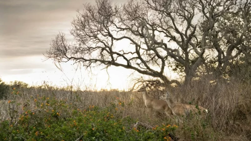 White tailed deers