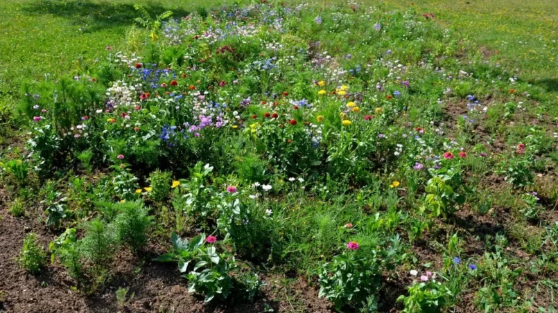 Wildflowers in garden