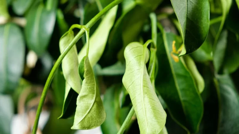 Withered jasmine leaves